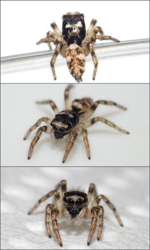 Salticus sp.