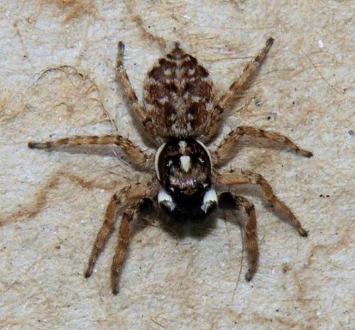 Menemerus semilimbatus