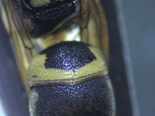 Euodynerus sp.
