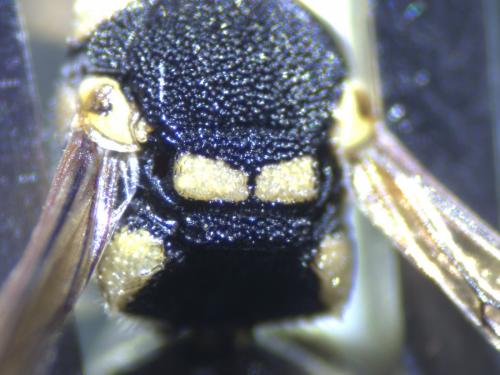 Euodynerus sp.