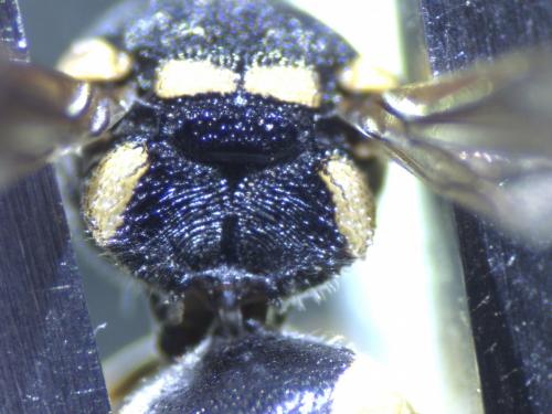 Euodynerus sp.