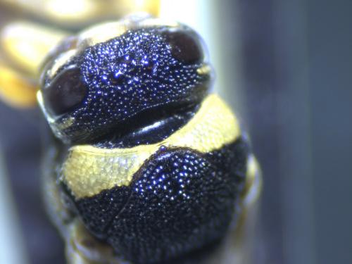 Euodynerus sp.