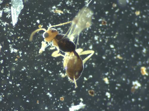 Leiophron sp.