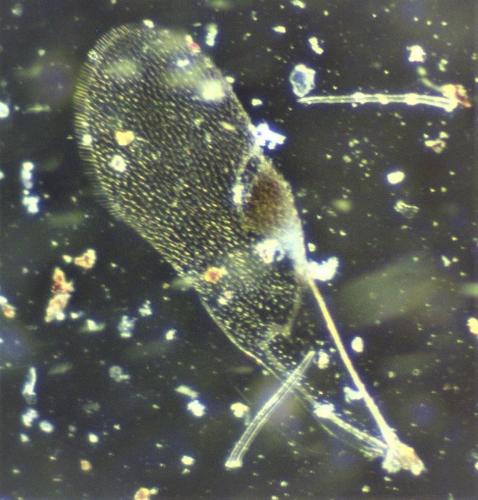 Réf. 216 364 : Leiophron sp.