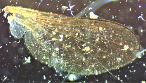 Gymnosoma nitens