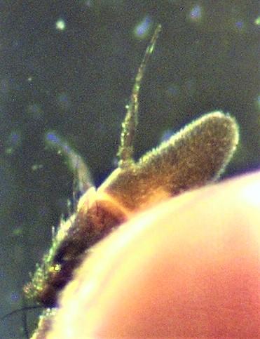 Réf. 216 506 : Gymnosoma nitens