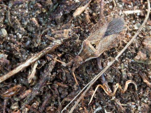 Réf. 216 609 : Spathocera dalmanii