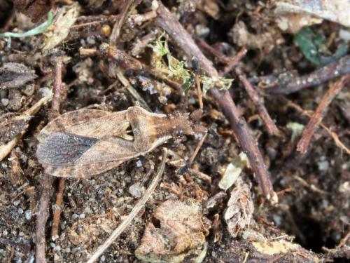 Réf. 216 607 : Spathocera dalmanii