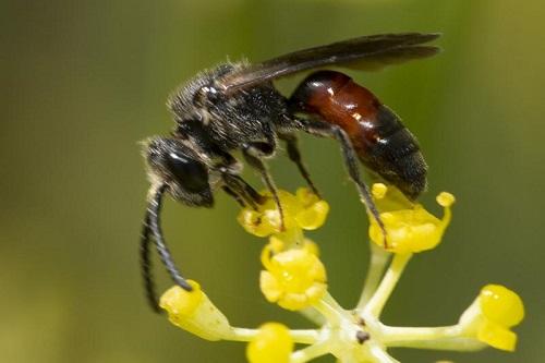 Sphecodes sp.