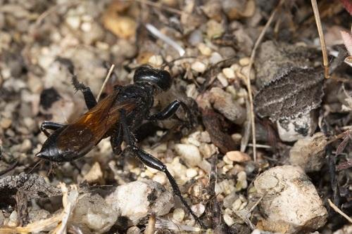 Prionyx subfuscatus