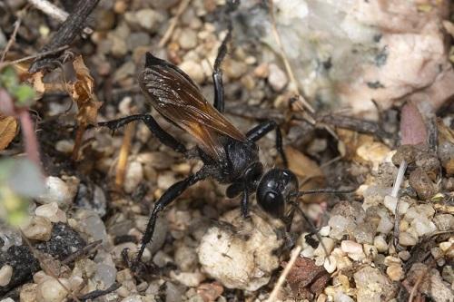 Prionyx subfuscatus