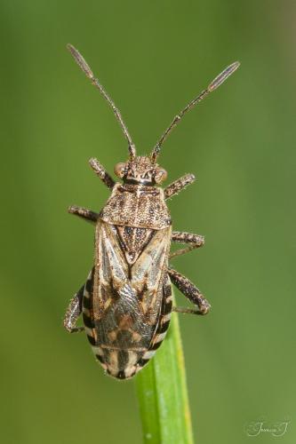 Réf. 216 715 : Stictopleurus crassicornis