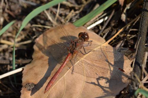 Réf. 216 979 : Sympetrum meridionale