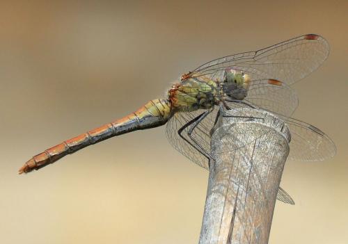 Réf. 216 173 : Sympetrum sanguineum