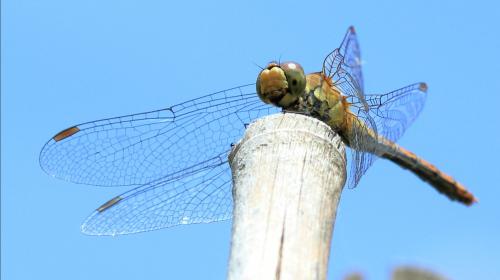 Réf. 216 172 : Sympetrum sanguineum