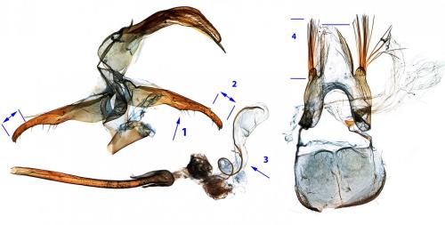 Réf. 216 259 : Teleiopsis diffinis