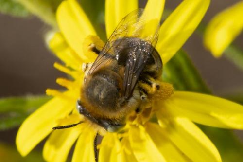 Réf. 216 114 : Anthophora bimaculata