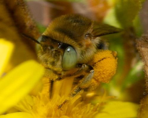 Réf. 216 047 : Anthophora bimaculata