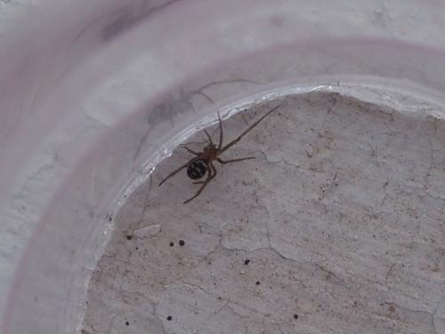 Steatoda grossa