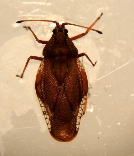 Physatocheila smreczynskii
