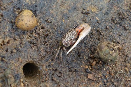 Austruca annulipes