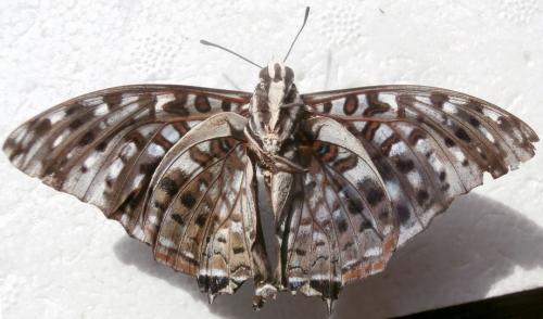Charaxes etesipe