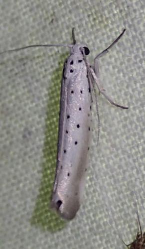 Yponomeuta rorrella