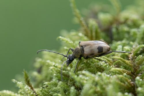 Réf. 216 266 : Pachytodes cerambyciformis