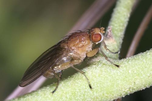 Réf. 216 646 : Suillia sp.