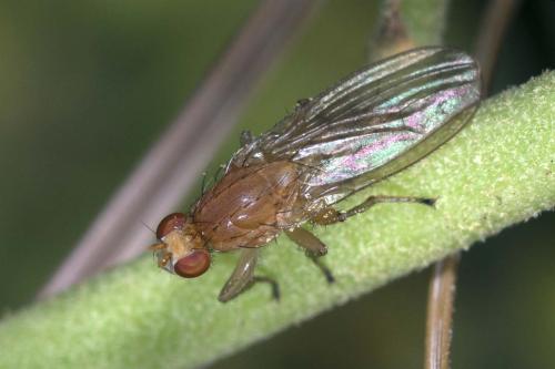 Réf. 216 645 : Suillia sp.