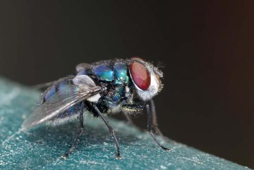 Réf. 216 851 : Chrysomya albiceps