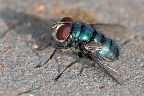 Réf. 216 850 : Chrysomya albiceps