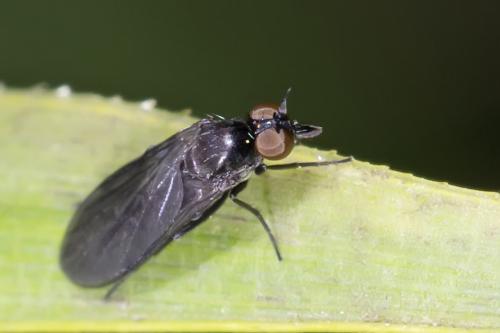 Réf. 216 104 : Microphorinae inconnu