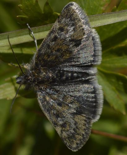 Réf. 216 189 : Metaxmeste phrygialis