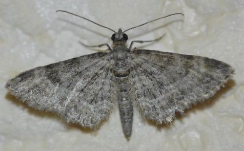 Réf. 216 192 : Gymnoscelis rufifasciata
