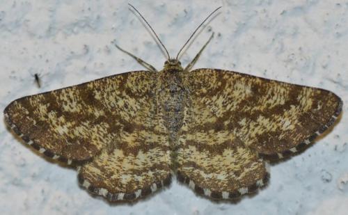 Réf. 216 188 : Ematurga atomaria