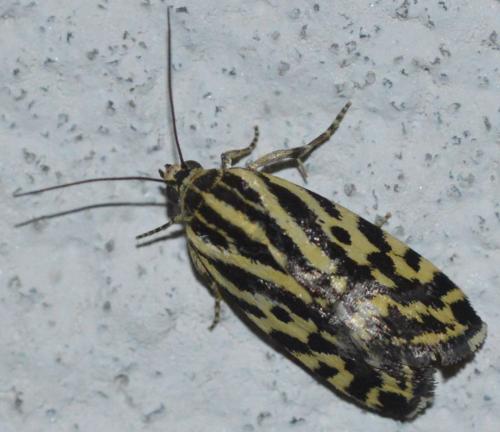 Réf. 216 213 : Acontia trabealis