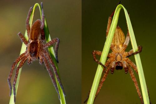 Dolomedes sp.