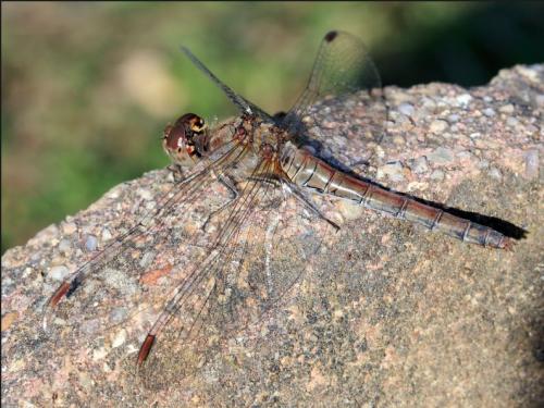 Sympetrum striolatum