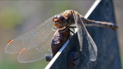 Sympetrum striolatum