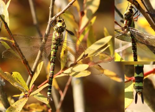 Aeshna cyanea