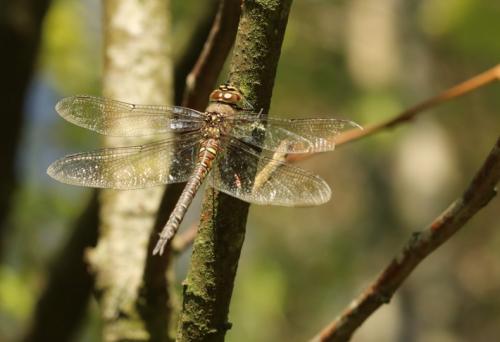 Aeshna mixta