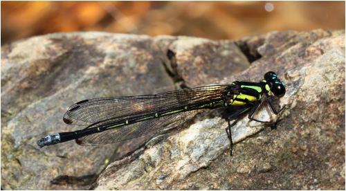 Anisopleura qingyuanensis