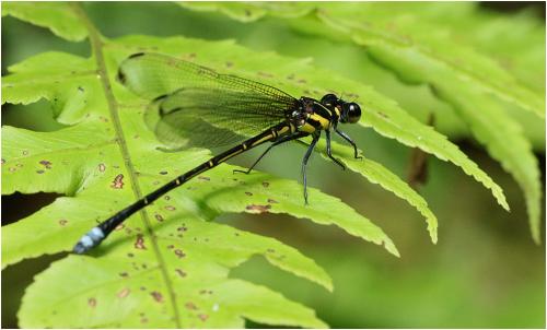 Anisopleura qingyuanensis