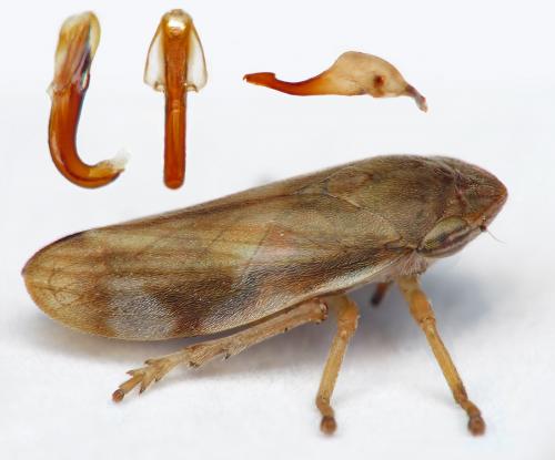 Réf. 216 731 : Neophilaenus campestris