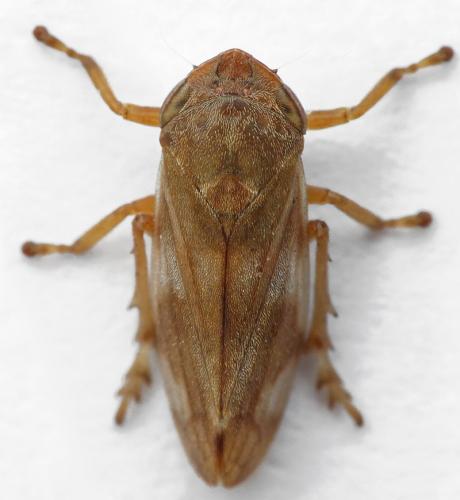 Réf. 216 732 : Neophilaenus campestris