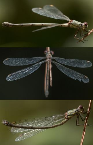 Chalcolestes viridis