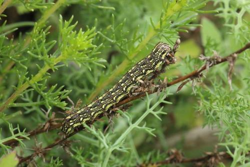 Cucullia chamomillae