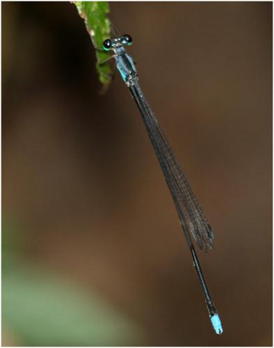 Coeliccia ambigua