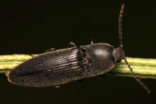 Melanotus punctolineatus